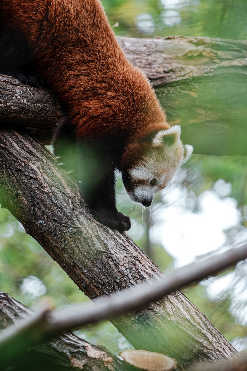 Panda ruda - Lian
